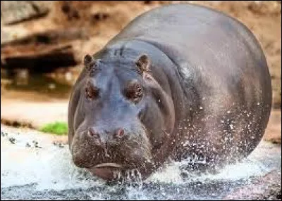 Est-ce que l'hippopotame court vite ?
