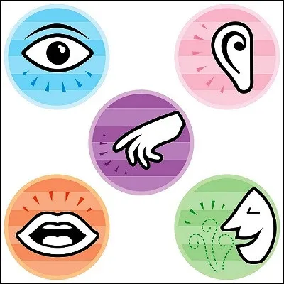 Quel est le premier sens d&eacute;velopp&eacute; par le f�tus humain ?