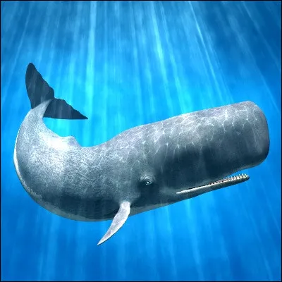 Quelle substance tr&egrave;s utilis&eacute;e en parfumerie est une concr&eacute;tion intestinale du cachalot ?