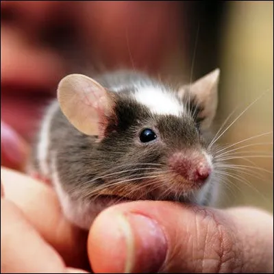 Lequel de ces animaux ressemblant &agrave; une souris n�est pas un rongeur ?