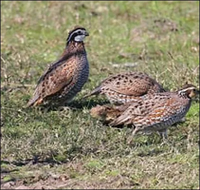 En 1948, Douglas Sirk a réalisé l'Homme aux lunettes...