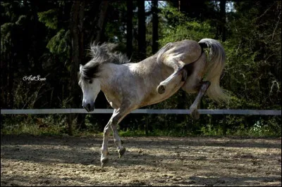 Tu préfères un cheval... (1)