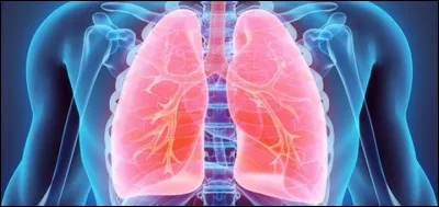 Dans le corps humain, les deux poumons abritent au moins...