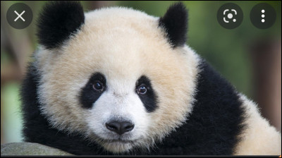 Existe-t-il des pandas bruns ?