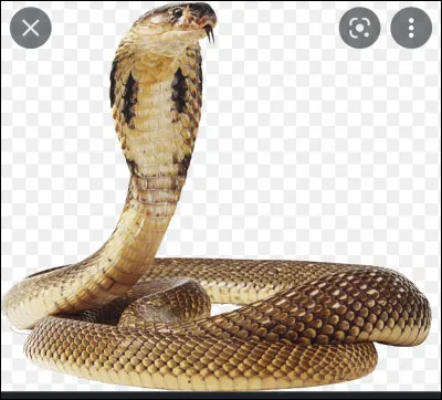 Comment les serpents dorment-ils ?