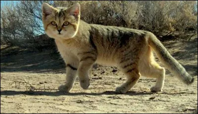 Existe-t-il des chats du désert ?