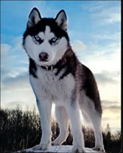 De quelle race est le chien de Michou (j'ai mis une variante de sa race mais cela reste quand même la même race) ?