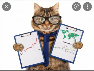 Est-ce que les chats sont intelligents ?