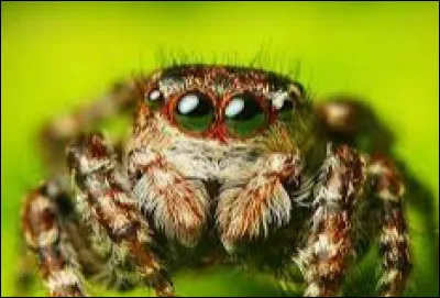 Ces araignées sont venimeuses.