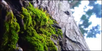 Complétez cette phrase : "Au pied de l'arbre, il y a de la......".