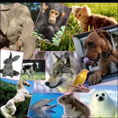 Quel animal préfères-tu ?