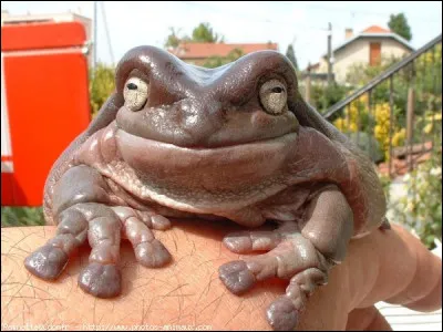 Aimes-tu les cuisses de grenouille ?