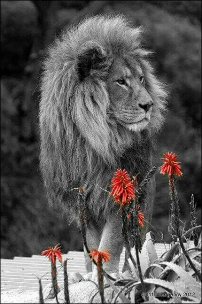 Quels sont les lions les plus gros et les plus lourds ?