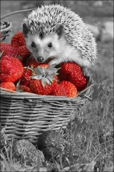 Si vous préparez votre gâteau d'anniversaire pour vos 20 ans, que ne pouvez-vous pas faire avec des fraises ?