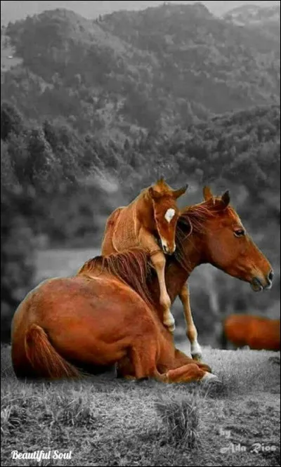 Quelle est la robe de cette jument ?