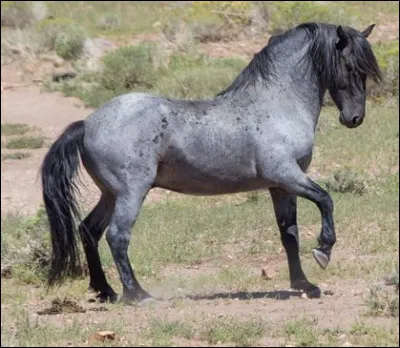Où se situe la croupe ?