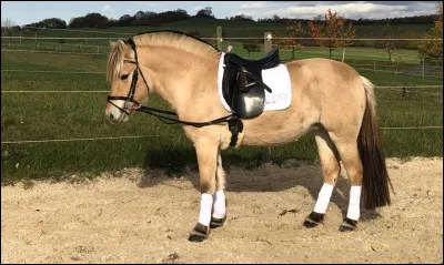 Laquelle de ces propositions fait partie de la bride ?