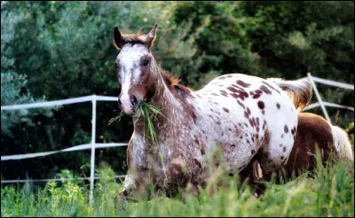 Lequel de ces aliments est toxique pour le cheval ?