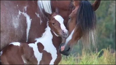 Environ combien de mois dure la gestation de la jument ?