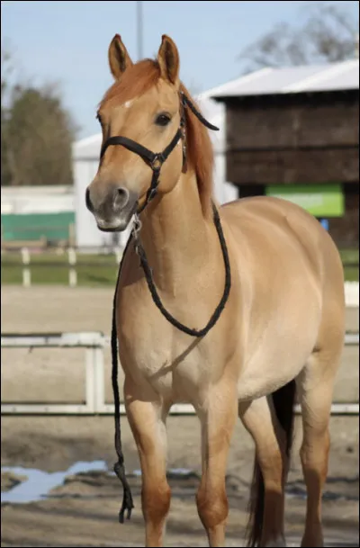 De quelle robe voudrais-tu être ?