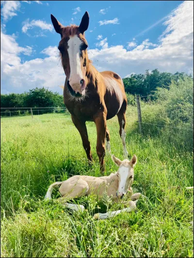 En caractère, tu es plutôt