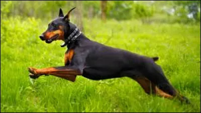 Quelle est cette race de chien ?