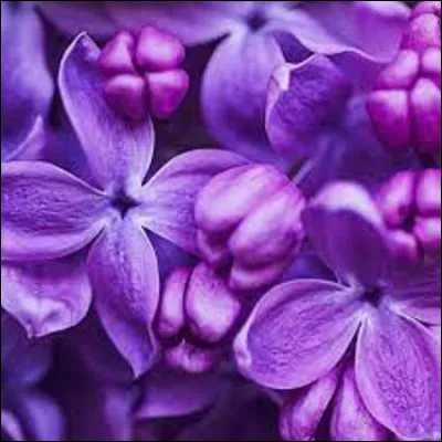 Langue étrangère : 
Comment écrit-on "violet" en allemand ?