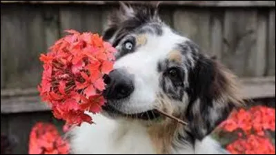 Histoire / plante : 
Du 17 décembre 2010 au 27 février 2011, a lieu la révolution tunisienne, appelée aussi ''révolution du jasmin''. Cette révolte a pour but la démission du président de la République depuis 1987, Zine el-Abdine Ben Ali, qui quitte le pouvoir le 14 février.
Le jasmin est une plante très odorante, et capiteuse, reine de la parfumerie. 
De quelles couleurs peuvent être ces fleurs ?