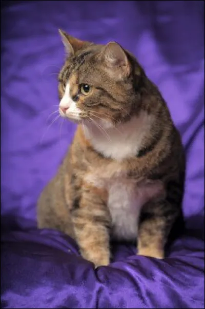 Comment dit-on "violet" en anglais ?