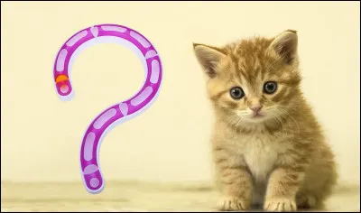 Pour finir, comment dit-on "chat" en anglais ?