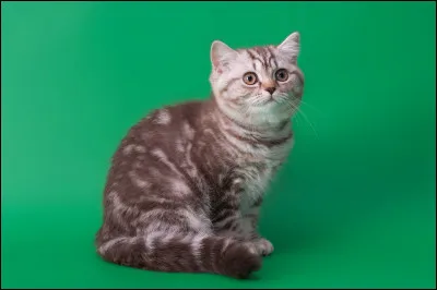 Comment dit-on "vert" en anglais ?