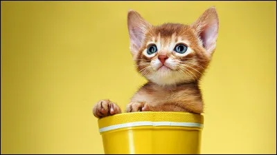 Quelle est la couleur que l'on voit le plus sur l'image quand on la traduit en anglais ?