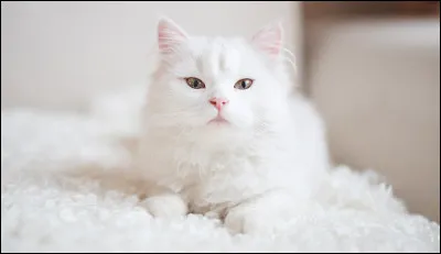 De quelle couleur est ce chat en anglais ?