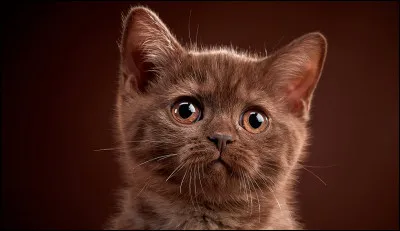 La couleur du chat sur l'image se dit en anglais...