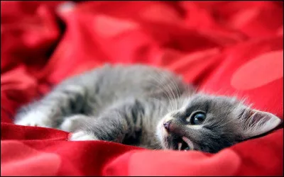 Comment traduit-on en anglais la couleur de l'arrière-plan de cette image ?