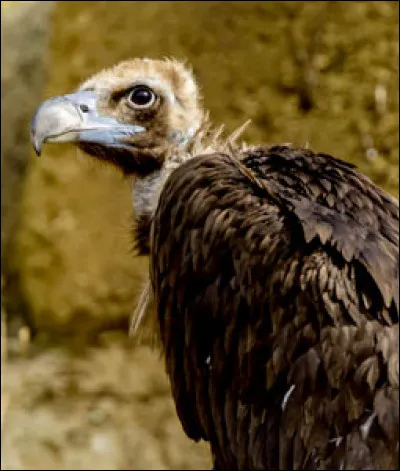 Quel est ce rapace ?