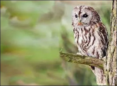 Quel est ce rapace ?