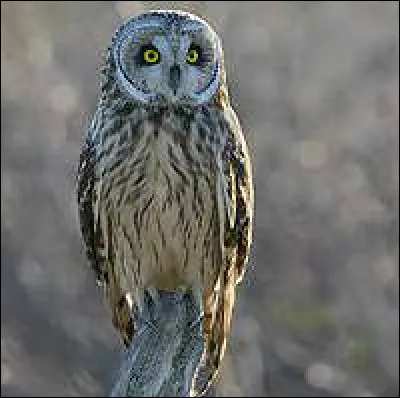 Quel est ce rapace ?