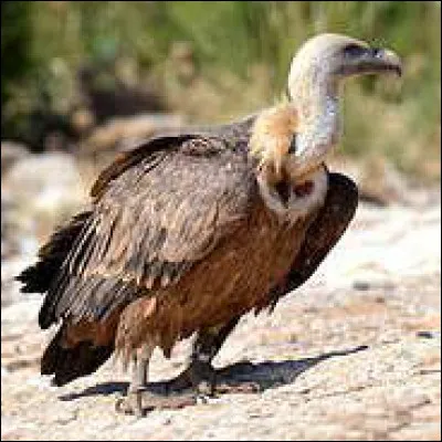 Quel est ce rapace ?