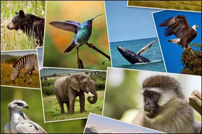 Quel animal préfères-tu ?