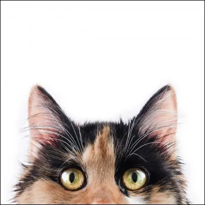 Ton compagnon ou ta compagne te quitte