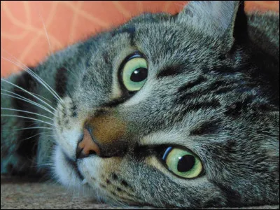 Tu as une nouvelle vie avec un amoureux ou une amoureuse, et tu apprends que tu vas avoir des chatons !