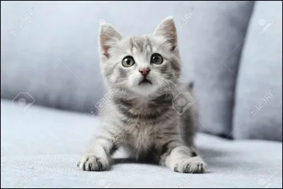 Un de tes petits a disparu.