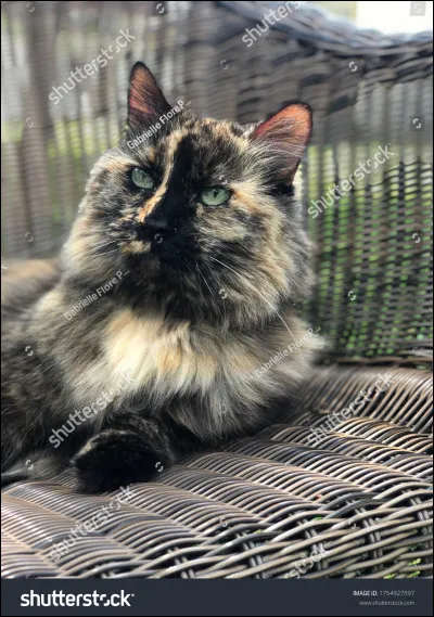 Si tu étais un chat, tu adorais :