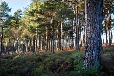 La langue de la girafe est-elle bleue ?