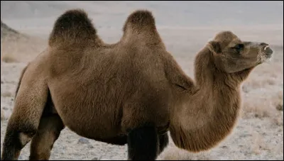 Comment se traduit "chameau" en anglais ?