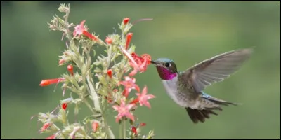 Que pèse un oiseau mouche ?