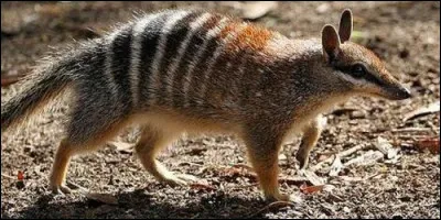 Le numbat se nourrit essentiellement :