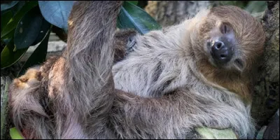 Les paresseux dorment beaucoup plus que les koalas.