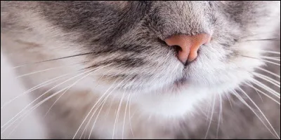Quel nom donne-t-on aux moustaches du chat ?